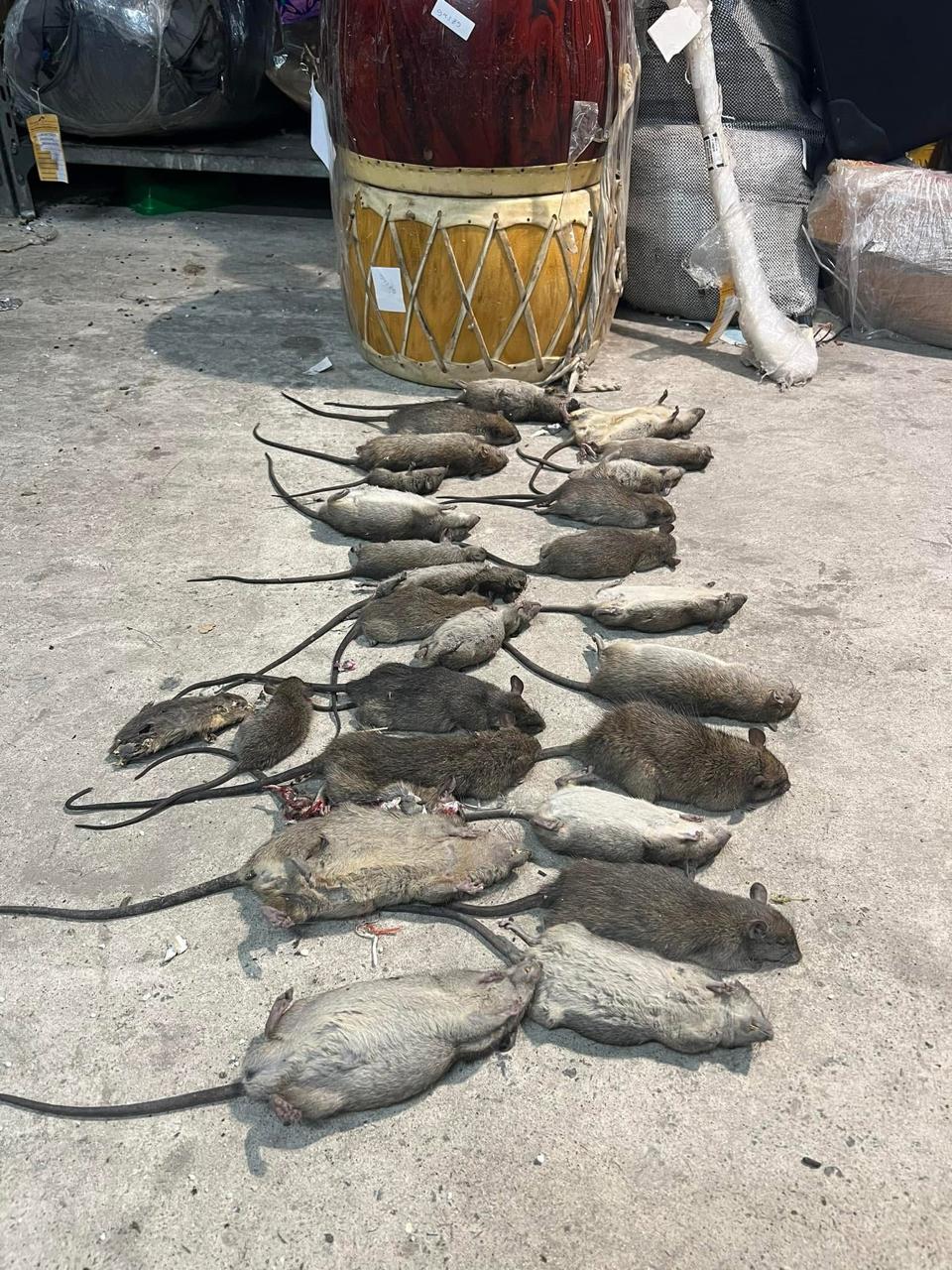 Rodent and rat control service